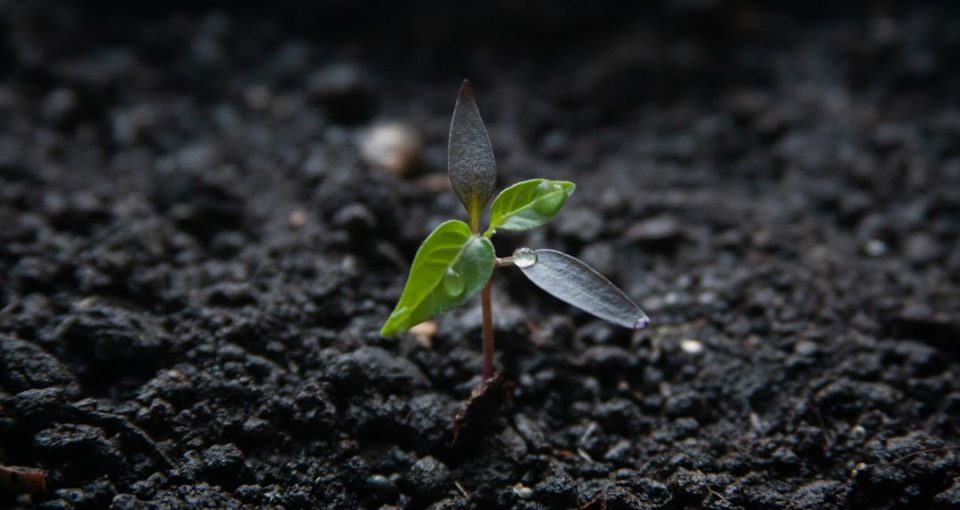 growth-marketing-vs-growth-hacking--strategies-for-cross-border-startup-growth