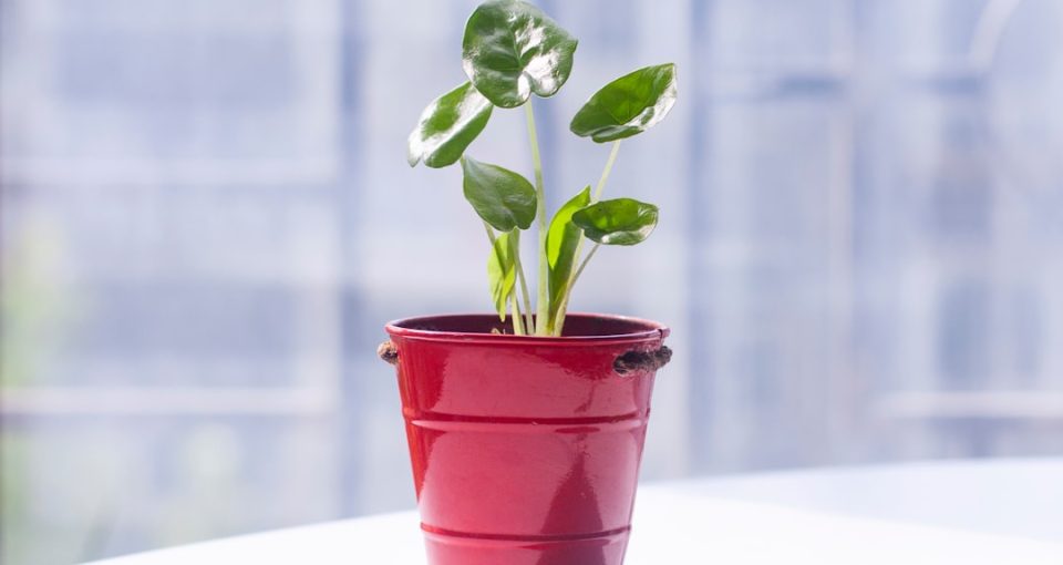 integrated-startup-legal-advisory--ensuring-compliance-across-uk-and-china-markets